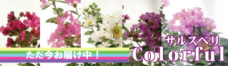 �y�T���X�x���\���t���z