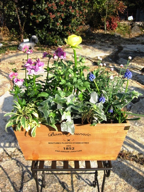 寄せ植え教室 見本