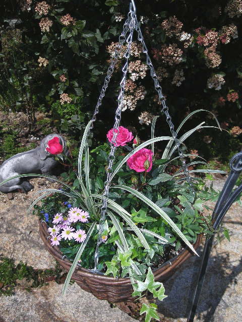 寄せ植え教室 見本