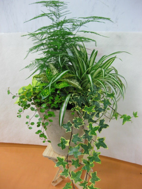 寄せ植え教室 見本