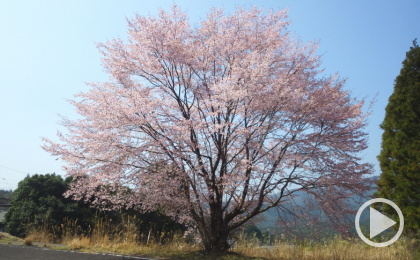 熊野桜（くまのざくら）｜三重県産クマノザクラの親株です。このクマノザクラの樹形は大変美しく、現在把握しているクマノザクラでは最高の美しさです。