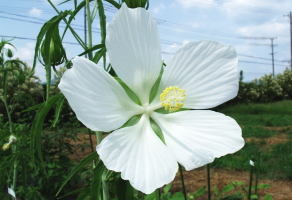 モミジアオイの花