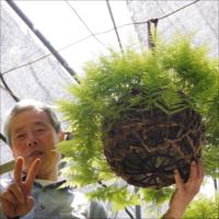 吊りシノブ