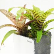 フリーセア