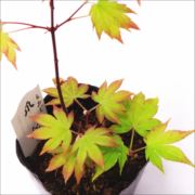 もみじ