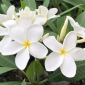 vA