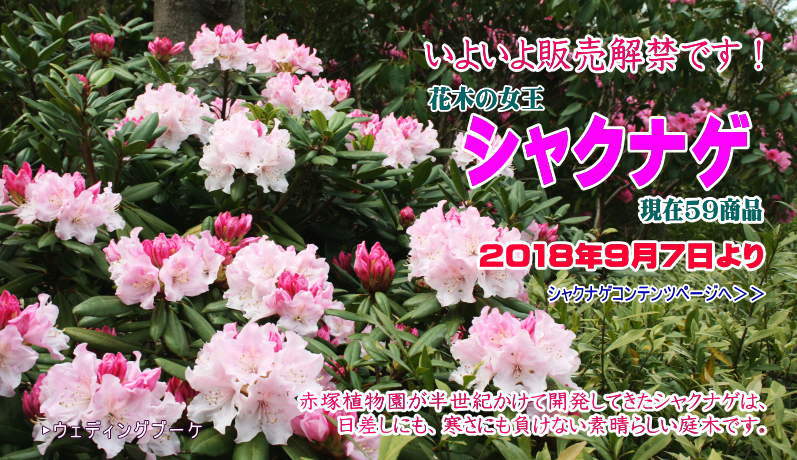 フラワーショップ 花の音 メールマガジン NO.75 (2018年9月7日配信)