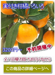 実付き柑橘