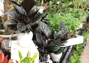 涼を呼ぶ観葉植物の寄せ植え 御中元