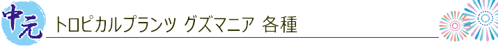 トロピカルフラワー グズマニア 御中元