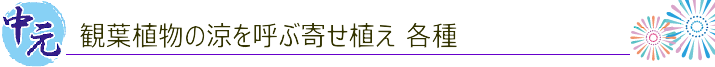 涼を呼ぶ観葉植物の寄せ植え 御中元