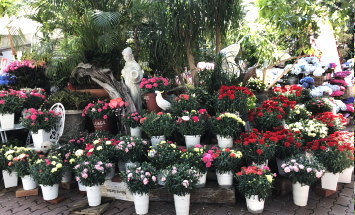赤塚植物園 アカツカFFCパビリオン 店内風景 297*180