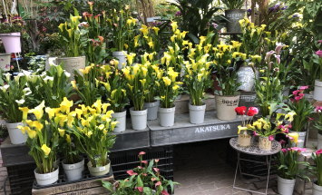 赤塚植物園　アカツカFFCパビリオン　店内風景　145*90