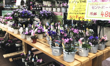 赤塚植物園 アカツカFFCパビリオン 店内風景 145*90