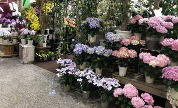 赤塚植物園 アカツカFFCパビリオン 店内風景 145*90