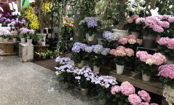 赤塚植物園　アカツカFFCパビリオン　店内風景　145*90