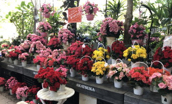 赤塚植物園 アカツカFFCパビリオン 店内風景 145*90