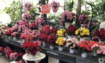 赤塚植物園　アカツカFFCパビリオン　店内風景　145*90