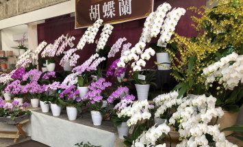 赤塚植物園 アカツカFFCパビリオン 店内風景 145*90