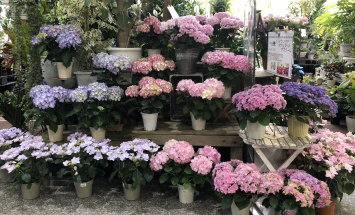 赤塚植物園 アカツカFFCパビリオン 店内風景 297*180