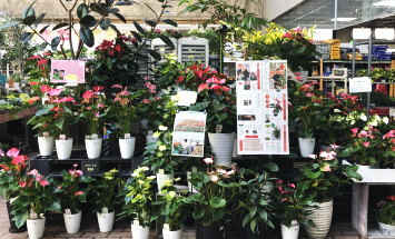 赤塚植物園　アカツカFFCパビリオン　店内風景　297*180