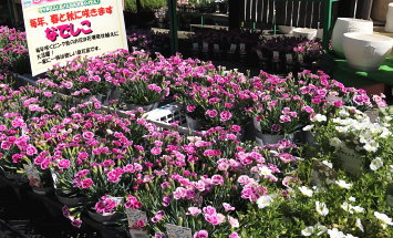 赤塚植物園　アカツカFFCパビリオン　店内風景　145*90