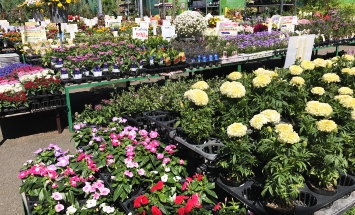 赤塚植物園 アカツカFFCパビリオン 店内風景 145*90