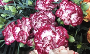 赤塚植物園 アカツカFFCパビリオン 母の日のカーネーションたち 145*90