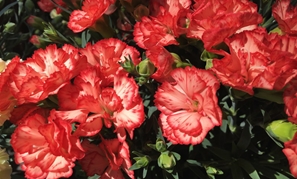 赤塚植物園 アカツカFFCパビリオン 母の日のカーネーションたち 145*90