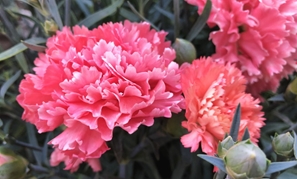 赤塚植物園 アカツカFFCパビリオン 母の日のカーネーションたち 145*90