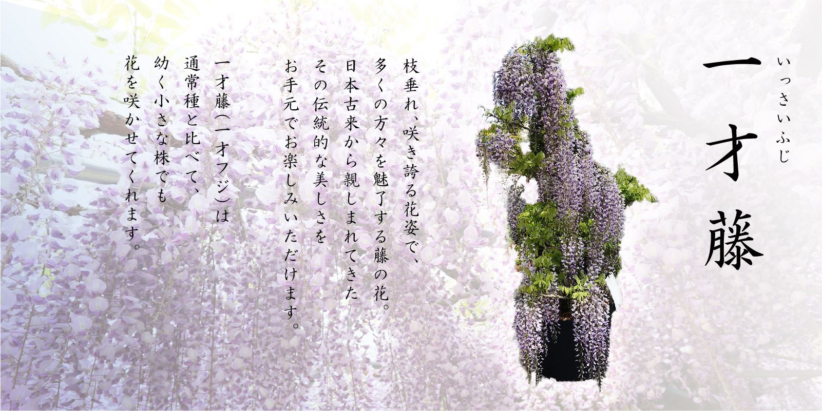 伝統的な藤の花をコンパクトに楽しむ。それが一才藤