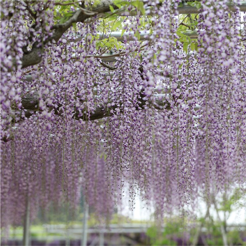 一才藤 イッサイフジ 伝統美 藤の花の美しさをコンパクトに楽しむ鉢物