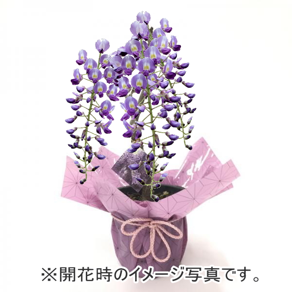 一才藤 イッサイフジ 伝統美 藤の花の美しさをコンパクトに楽しむ鉢物