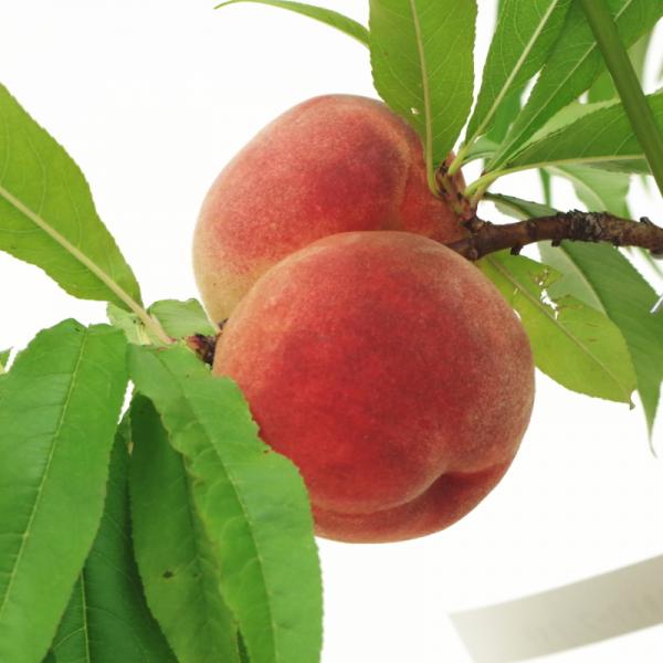 果樹「桃」を鉢植えで楽しめる矮性桃みきドワーフ