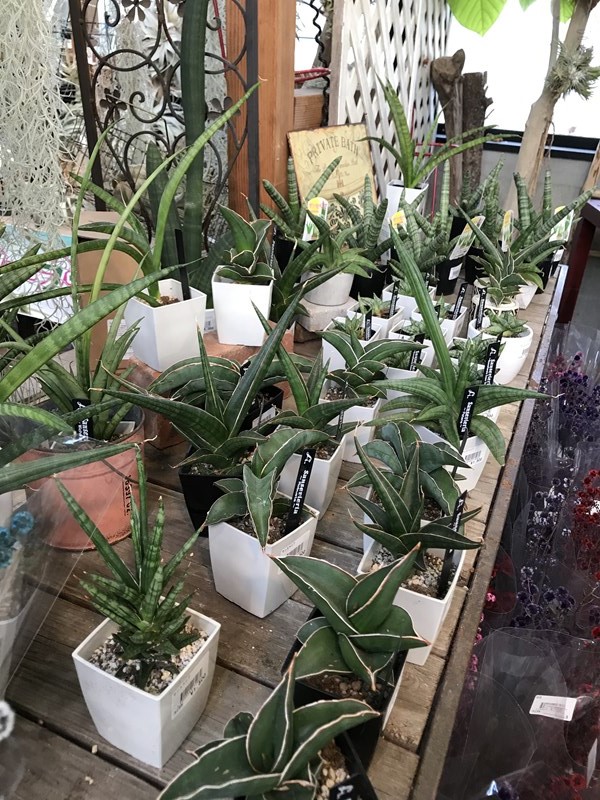 サンスベリア　サンセベリア　Sansevieria