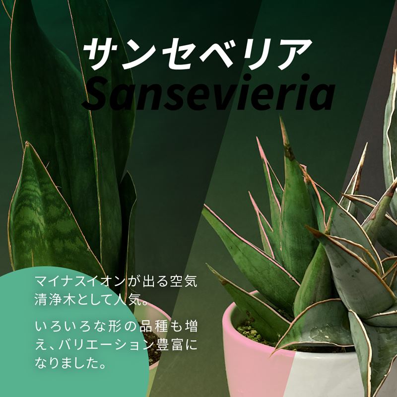 サンスベリアボンセレンシス　観葉植物　鉢物　室内