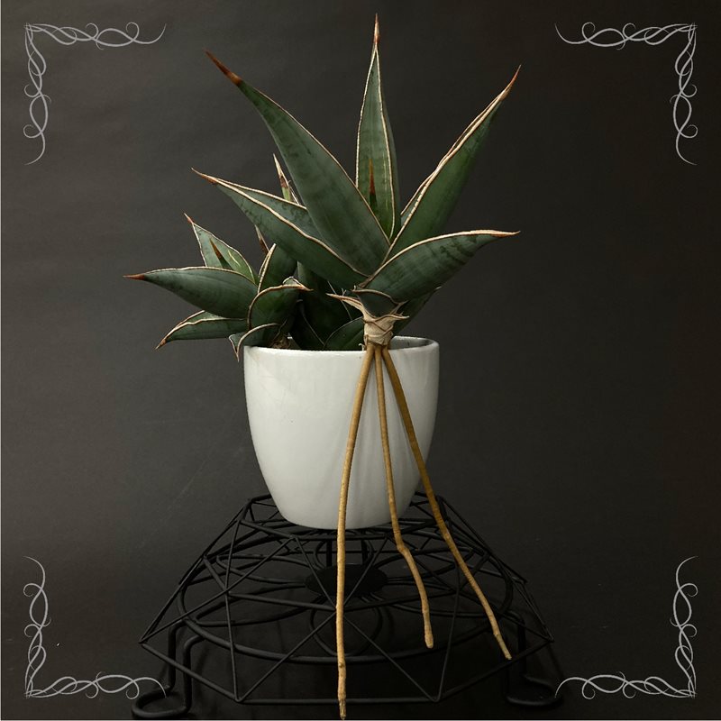 サンスベリア　サンセベリア　Sansevieria