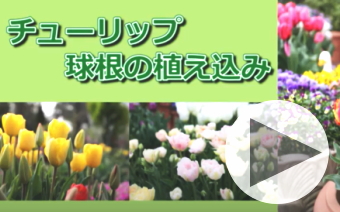 話題の培養土　赤塚培養土 販売中 お求めは赤塚植物園の通販で