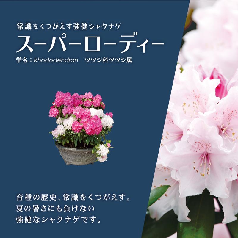 常識をくつがえす！日本でも華やかに咲き誇れ！豪華で気品あふれる花木
