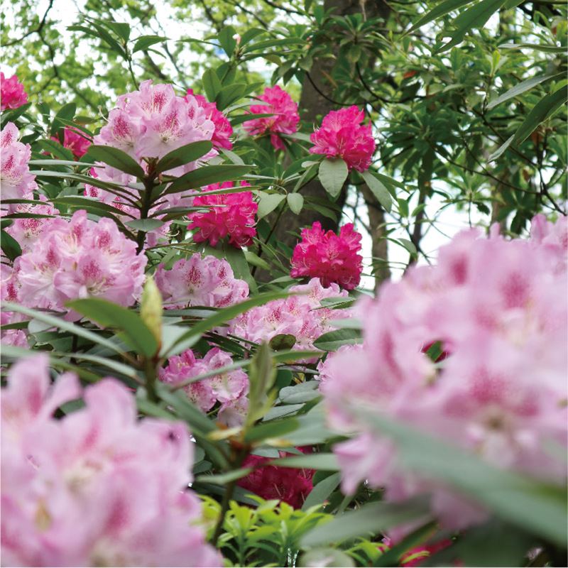 常識をくつがえす！日本でも華やかに咲き誇れ！豪華で気品あふれる花木