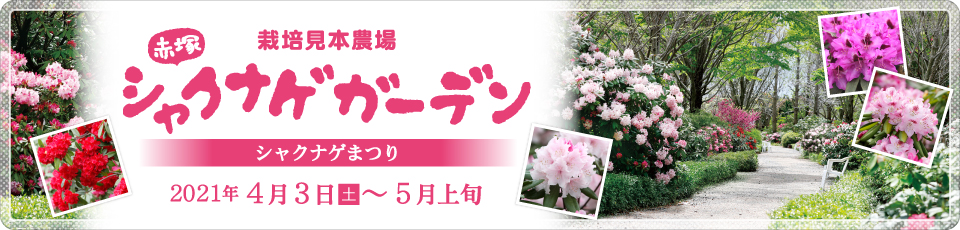 シャクナゲガーデン