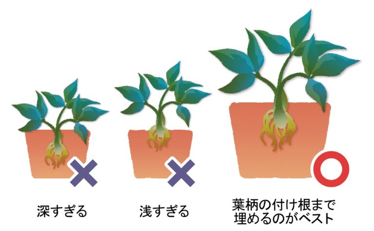 クリスマスローズ植え付け