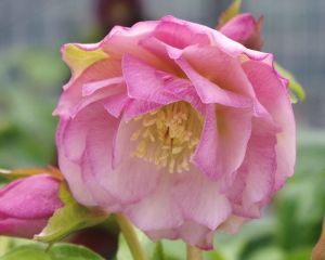 クリスマスローズ 伊勢みやび シリーズ］ 赤塚植物園オリジナル品種の