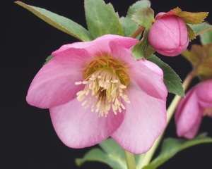伊勢みやびシリーズ　小桜（こざくら）