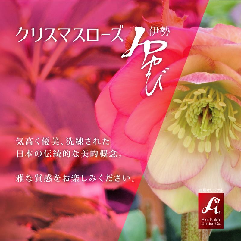 クリスマスローズ 伊勢みやび シリーズ］ 赤塚植物園オリジナル品種の