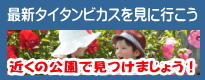 2019年発売予定タイタンビカスを全国の公園に植えていただきました。近くの公園に最新タイタンビカスを見に行こう！