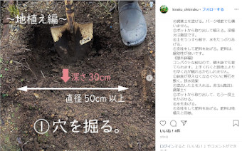 熊野桜（くまのざくら）|クマノザクラ の植え付け方法　育て方へ お求めは赤塚植物園の通販で