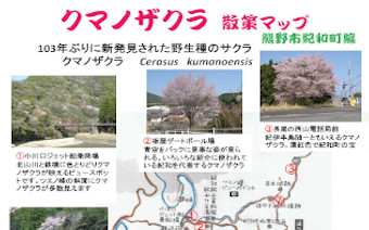 熊野桜（くまのざくら）|クマノザクラ 販売中 お求めは赤塚植物園の通販で
