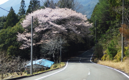 クマノザクラは自生地では昔から親しまれていました。写真は道端に生えているクマノザクラです。熊野桜（くまのざくら）