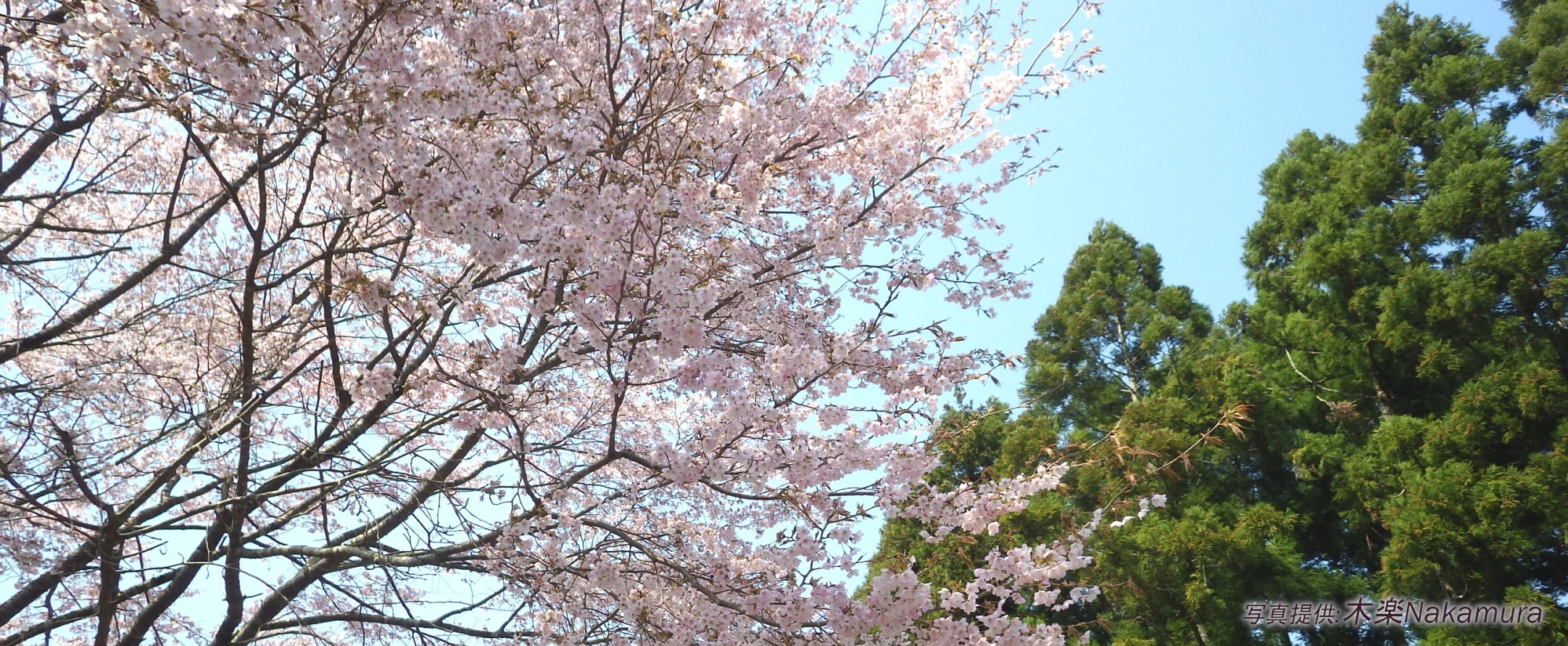 熊野桜（くまのざくら）｜クマノザクラのイメージスライダー1